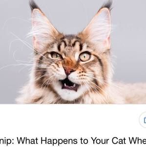 Meet your Posher, Hallee